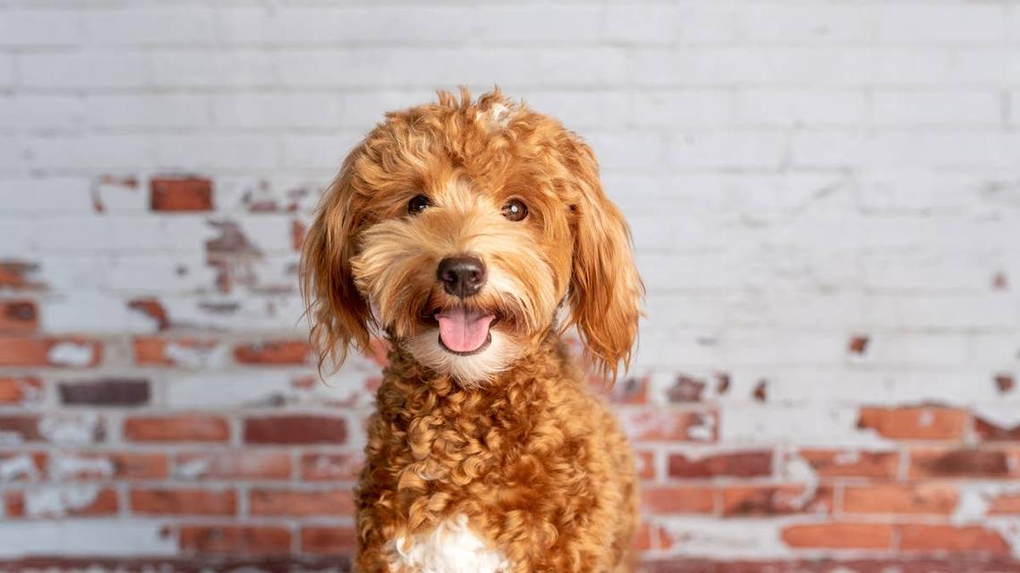 Tiny ‘Goldendoodle' Sparked Doubts-Then DNA Results Delivered a Sweet Surprise 