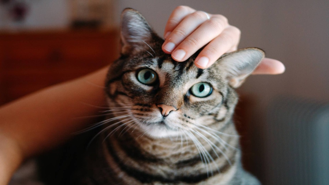 7 Sweet Signs Your Cat Is Happy, Relaxed and Trusts You With Their Whole Heart, According to a Vet 