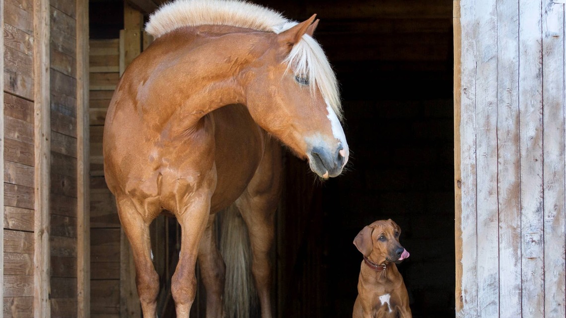 Golden Retriever Takes Horse for a Walk Like This Is Completely Normal