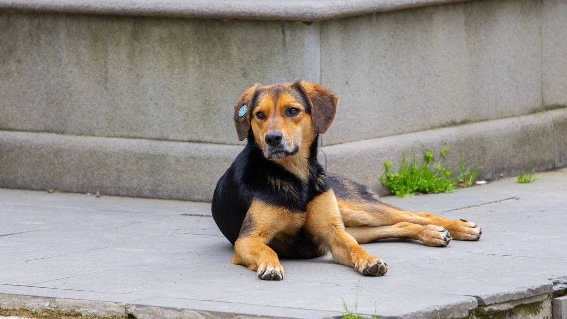 Stray Dog Swept Away by a Flooded River in Chile Makes It Out Alive After 5 Rescue Attempts Fail 