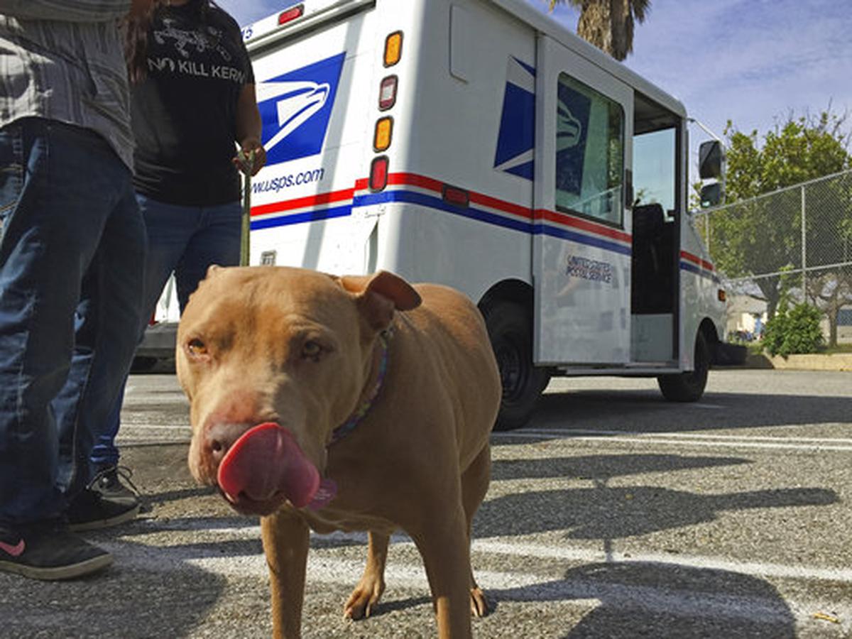 A pitbull named Lucy participated in a previous U.S. Postal Service National Dog Bite Prevention Week event in Los Angeles.