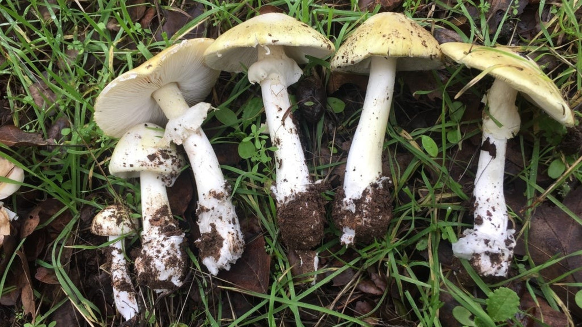 Death cap mushrooms spotted across Boise area. What locals need to know