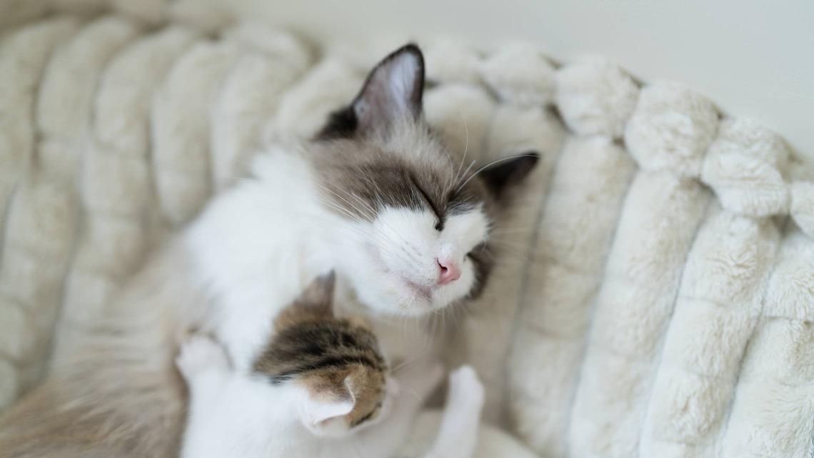 Ragdoll Cat 'Drops' Her Kitten off With Human Mom Like She Needs a Break