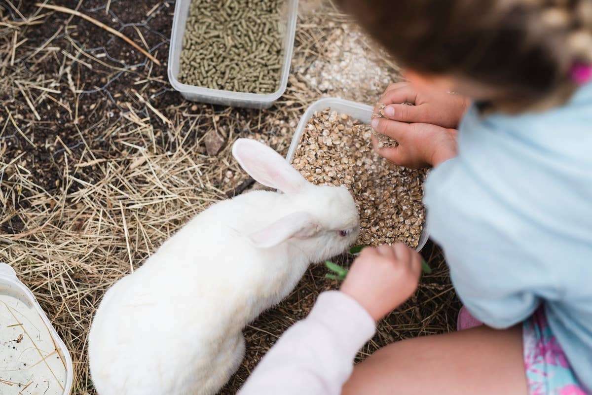  Rabbits are one of the most overlooked beginner livestock options.