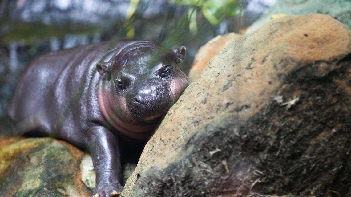 Stubborn Baby Pygmy Hippo Won't Leave Ledge, and Keepers Are on Edge 