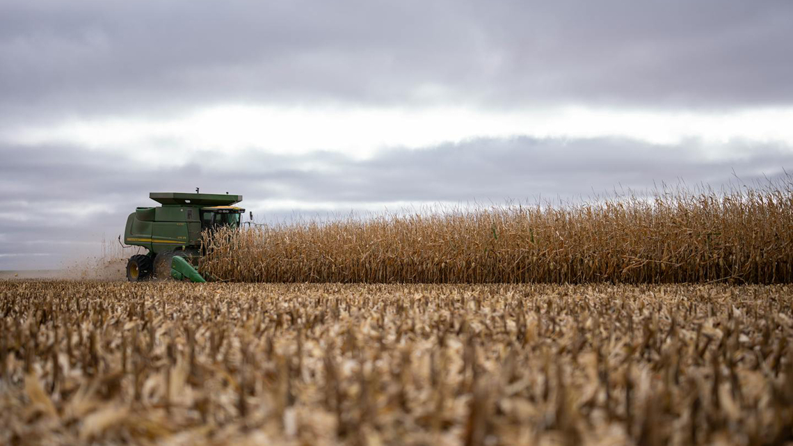 War made planting difficult. Now it could boost farmers' profits