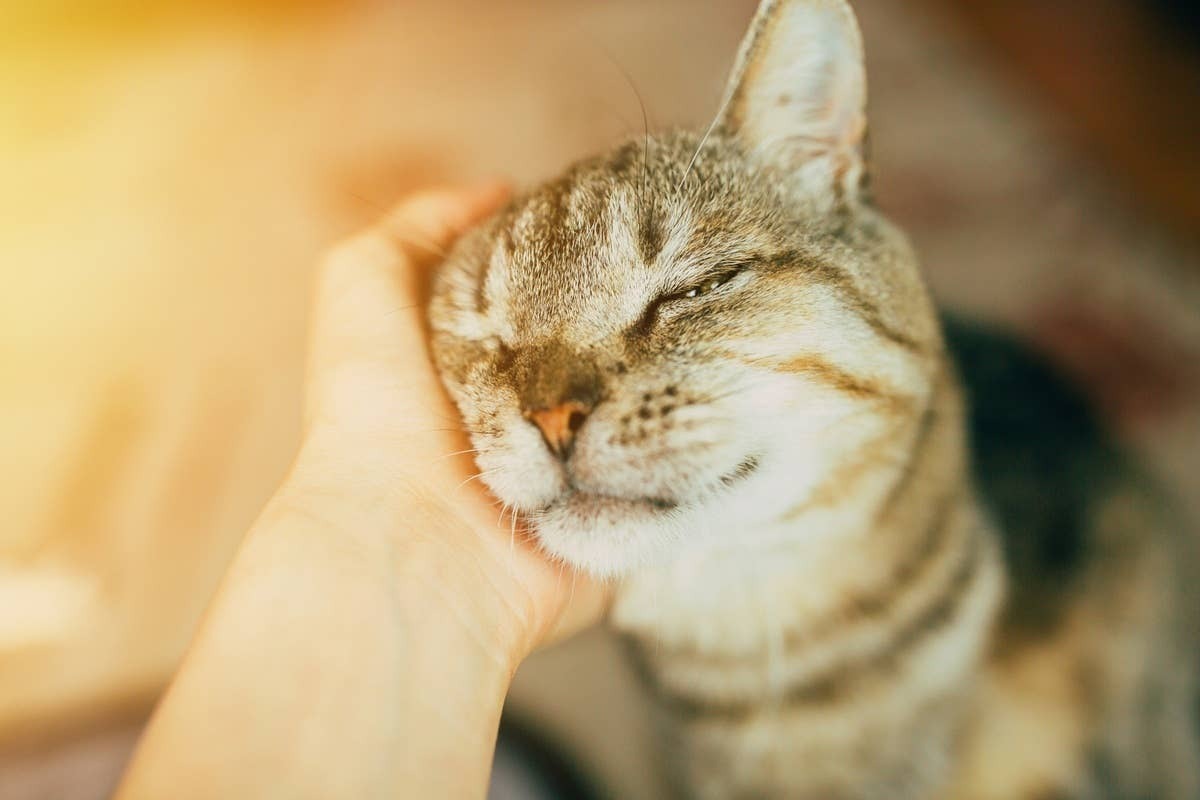  Cats have relaxed body language when they feel safe around someone.