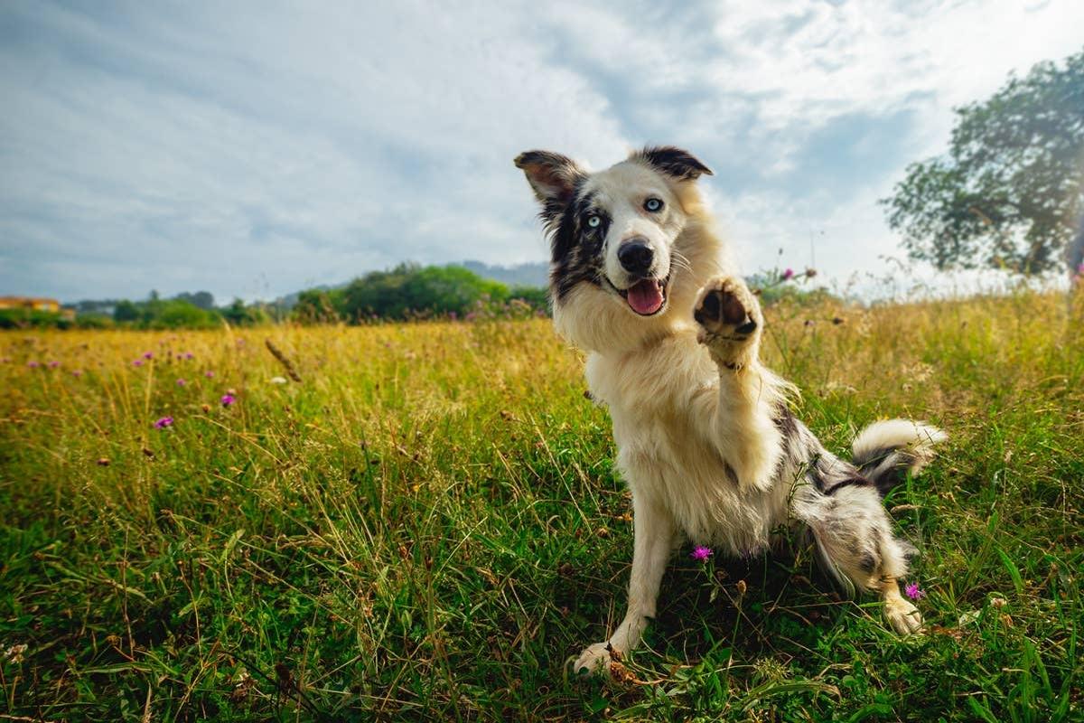  A soul dog that matches with January-born people.