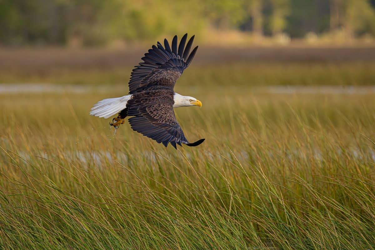  An eagle soaring through the air.