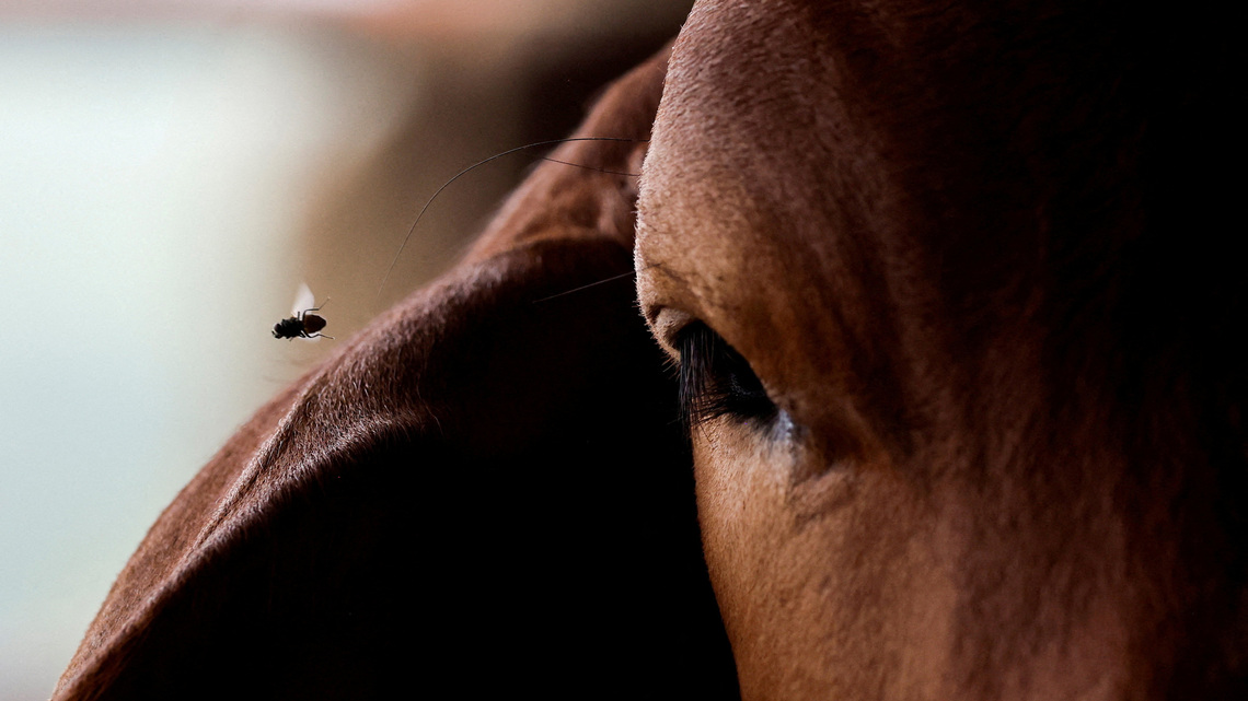 Horse smuggling exposes cracks in US defenses against screwworm 