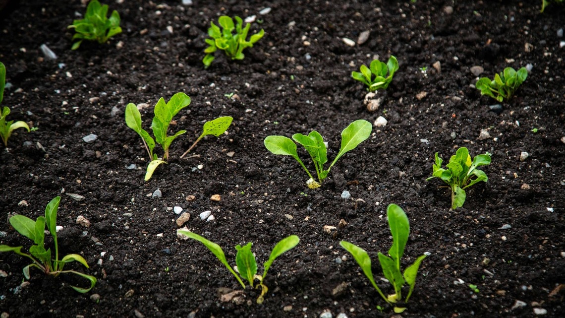 Gardeners Swear by This $1.50 Dollar Tree Hack for Protecting Seedlings 