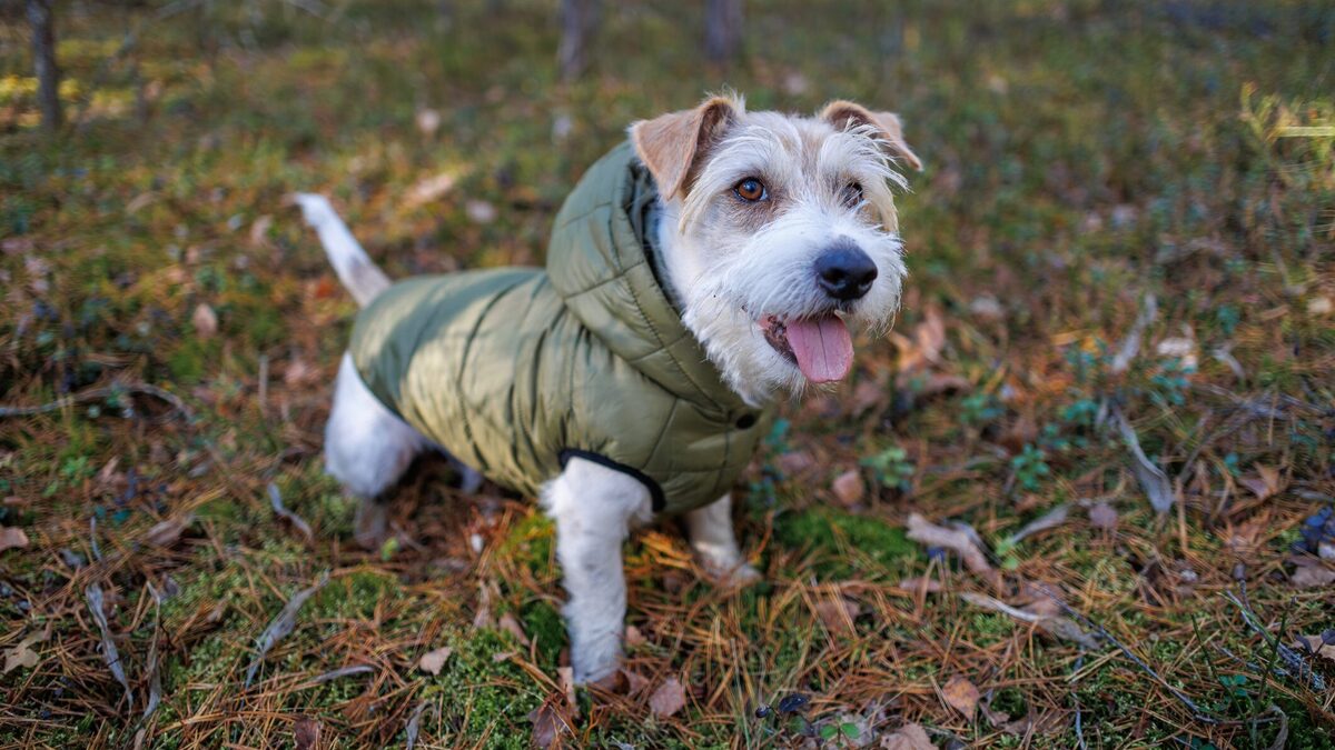 These Lands' End Pet Supplies Are All on Sale for Up to 70% Off With Code CORDUR...