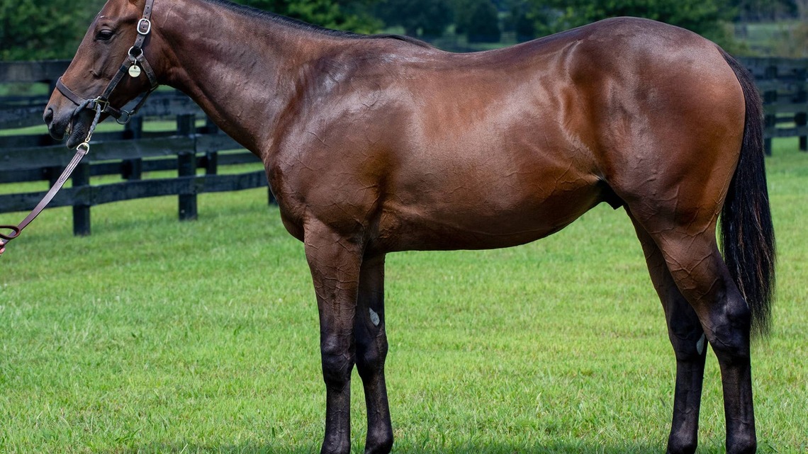 Auction Focus: Hip 1001, Stonestreet Bred & Raised Half-Brother To Kentucky Oaks Winner Serengeti Empress, With Taylor Made At Keeneland September 