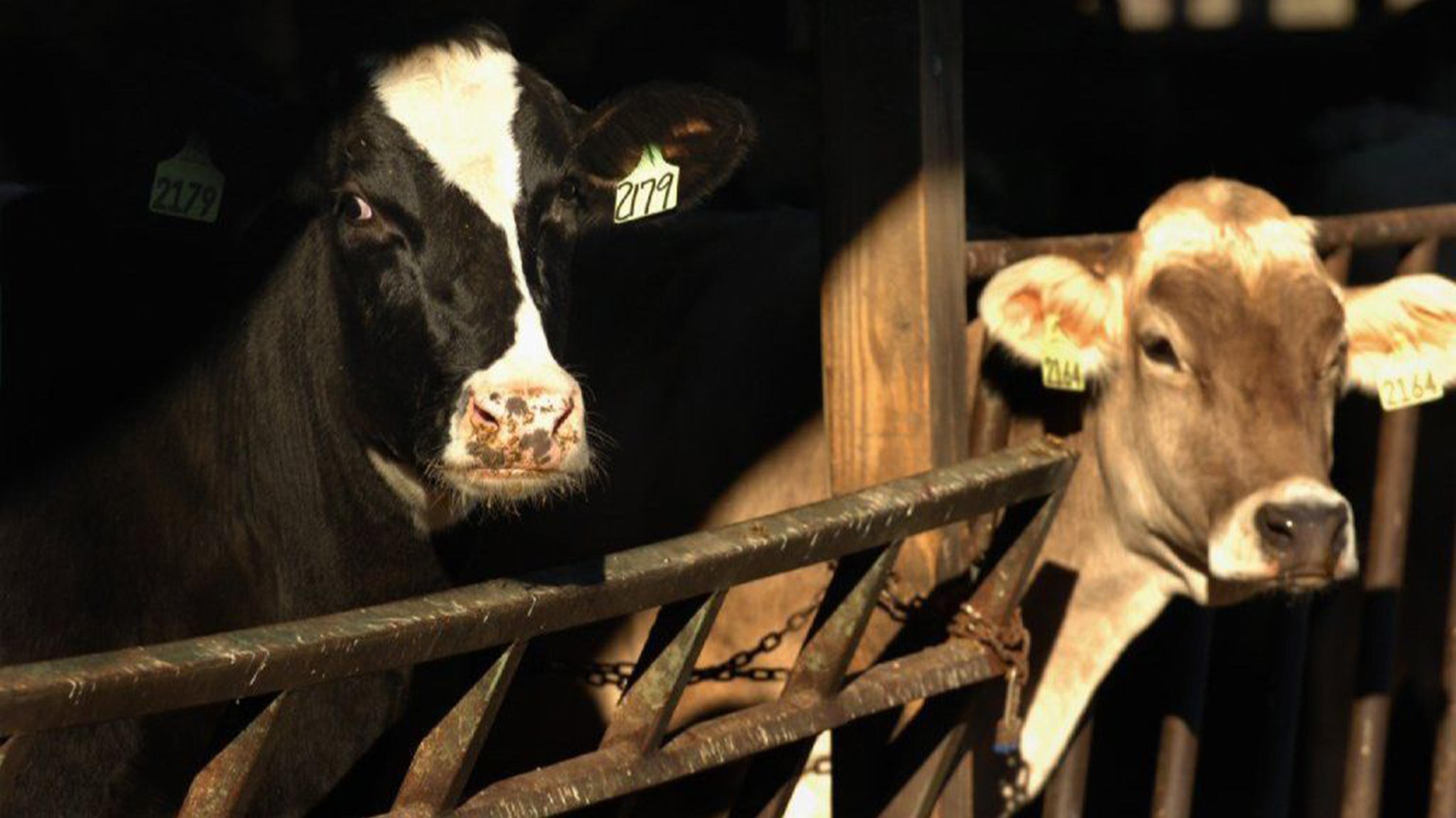 CT dairy farmers say the once-thriving industry is now unsustainable. Here's their plan to save it 