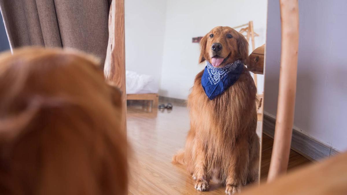 golden retriever + mirror.