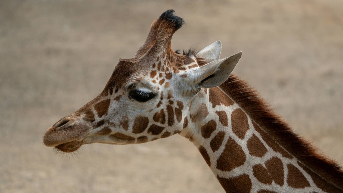 Wildlife Park Staff Works Around the Clock To Save Premature Giraffe Calf-and That Hard Work Is Paying Off 