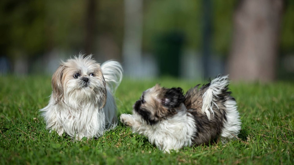 2 Shih Tzus Bark in the Backyard Like They Saw Linda's Husband With Another Woman 
