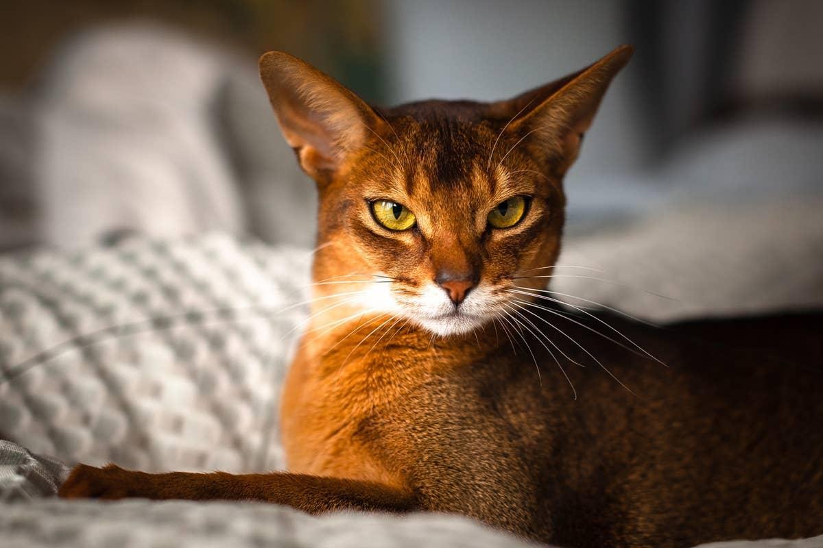  An Abyssinian known for its friendly, dog-like traits.