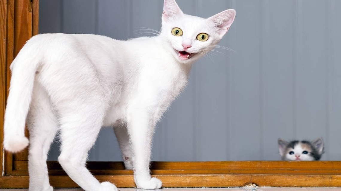 White Cat Turns Being Locked Out of One Room Into a Full-Scale Horror Movie 