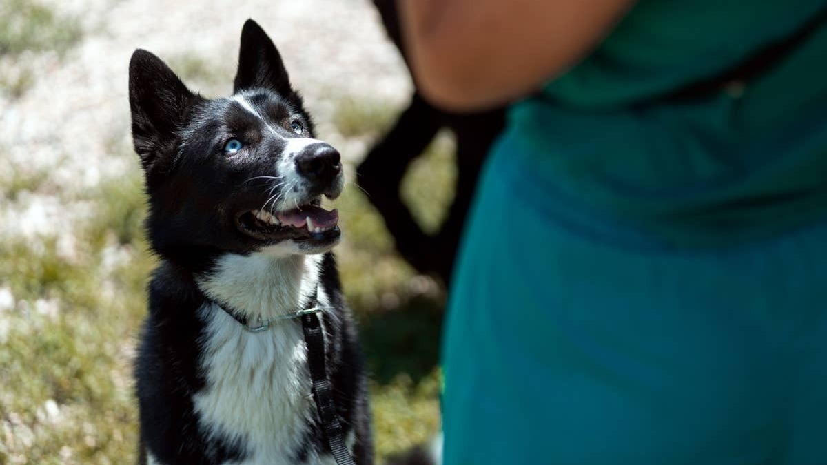 Dogs learn words through repetition, tone, and positive reinforcement. 
