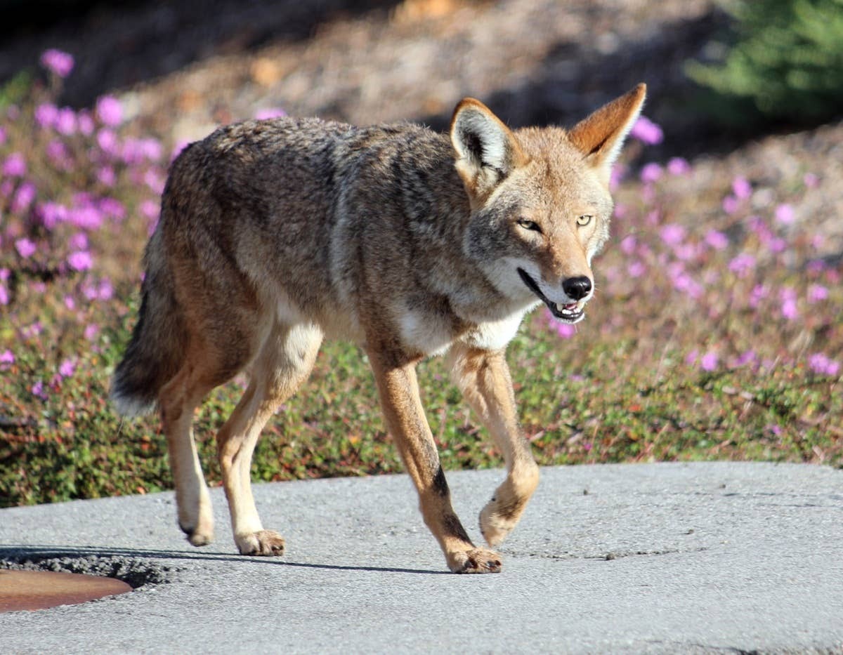  If coyotes are in your neighborhood it can reveal a lot about your environment.