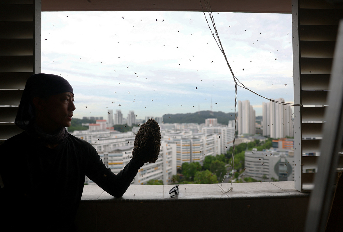 Bee rescuer Clarence Chua holds on to a test tube containing a queen bee, as he collects stray bees around his bare hand after a bee nest removal in a public housing apartment in Singapore, May 15, 2026. REUTERS/Edgar Su