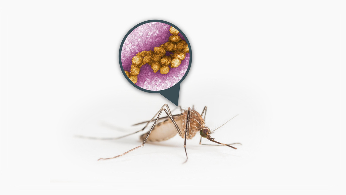 West Nile virus risk grows when mosquitoes thrive in backyards