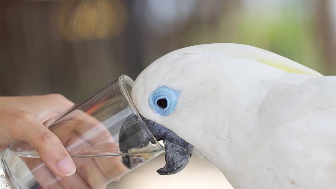 Cockatoo's Morning Cup of Tea Has Him Smiling Ear to Ear 