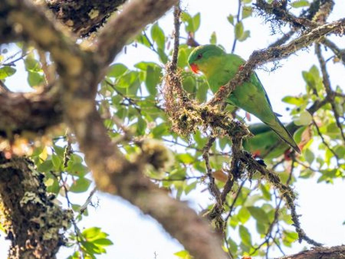 The Blue-fronted Lorikeet in the highlands of Mount Kapalatmada in Buru, Indonesia, in this photograph taken in April 2026 and released on June 1, 2026. James Eaton/Handout via REUTERS