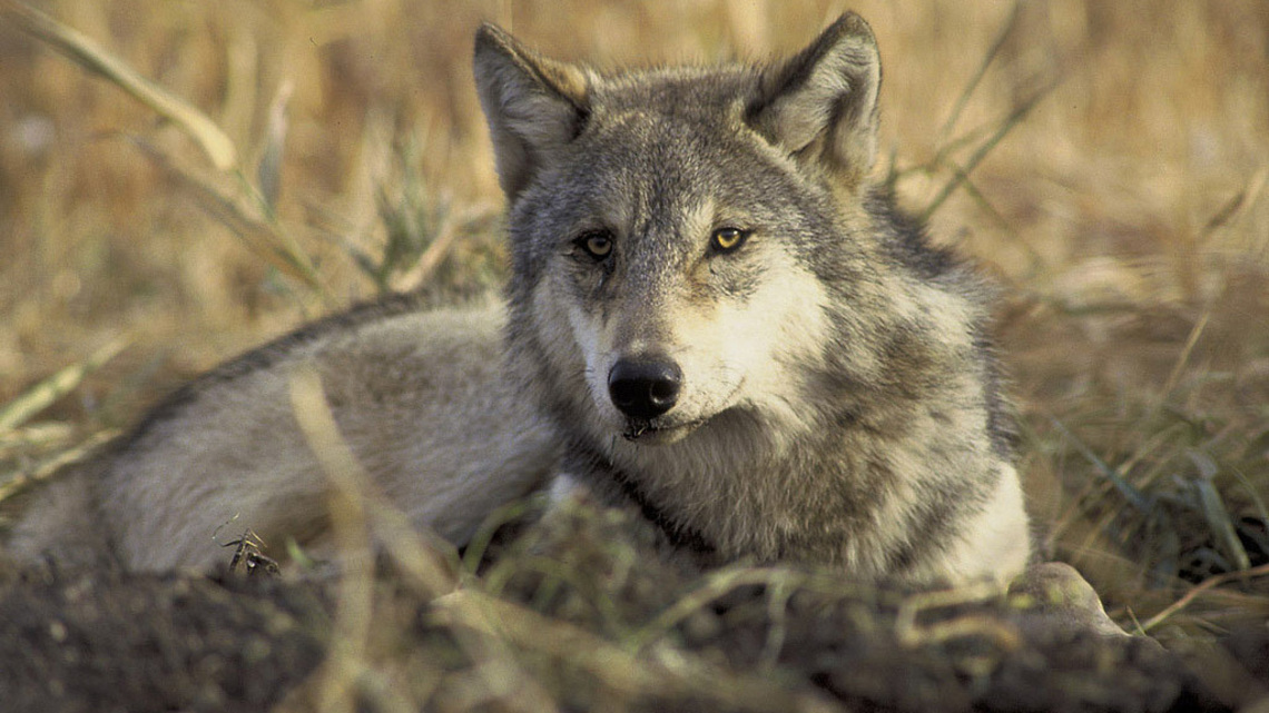 A timeline of Trump administration moves to weaken endangered species protections 