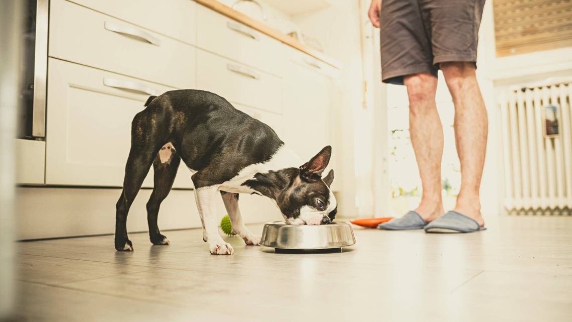 Boston Terrier ‘On a Diet' Picks the Carrots Right Out of Her Food