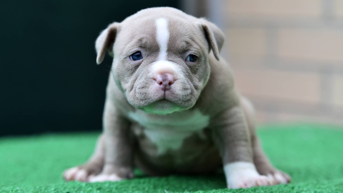 Staffy Puppies Find Their Voices and Instantly Turn Into Feisty Little Potatoes 