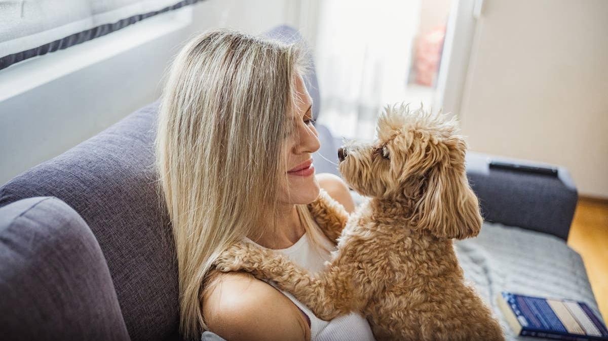 A dog showing it loves its owner and feels at ease. 