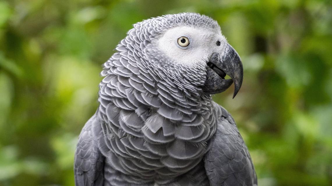African Grey Parrot Meets His New Baby Nephew and Can't Stop Talking About Him 