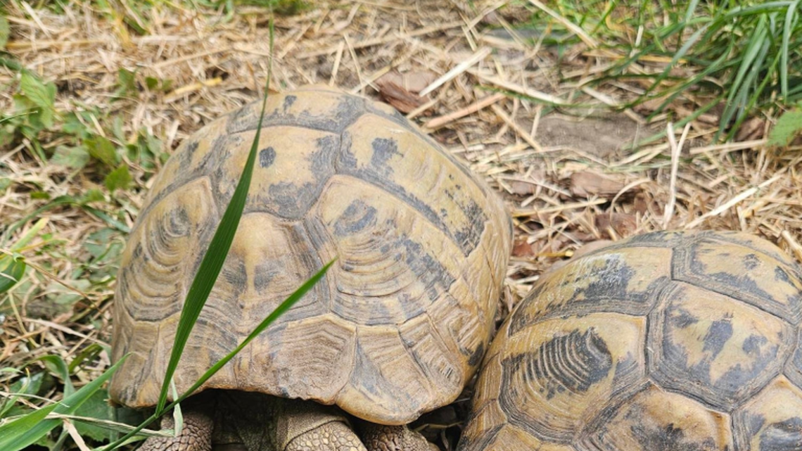 Tortoise missing for months found 300 meters away from home
