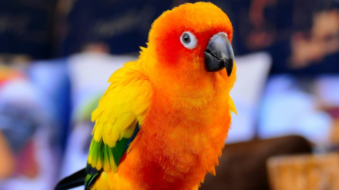 Sweet Parrot Navigates Life After the Loss of Her Flock Mate 