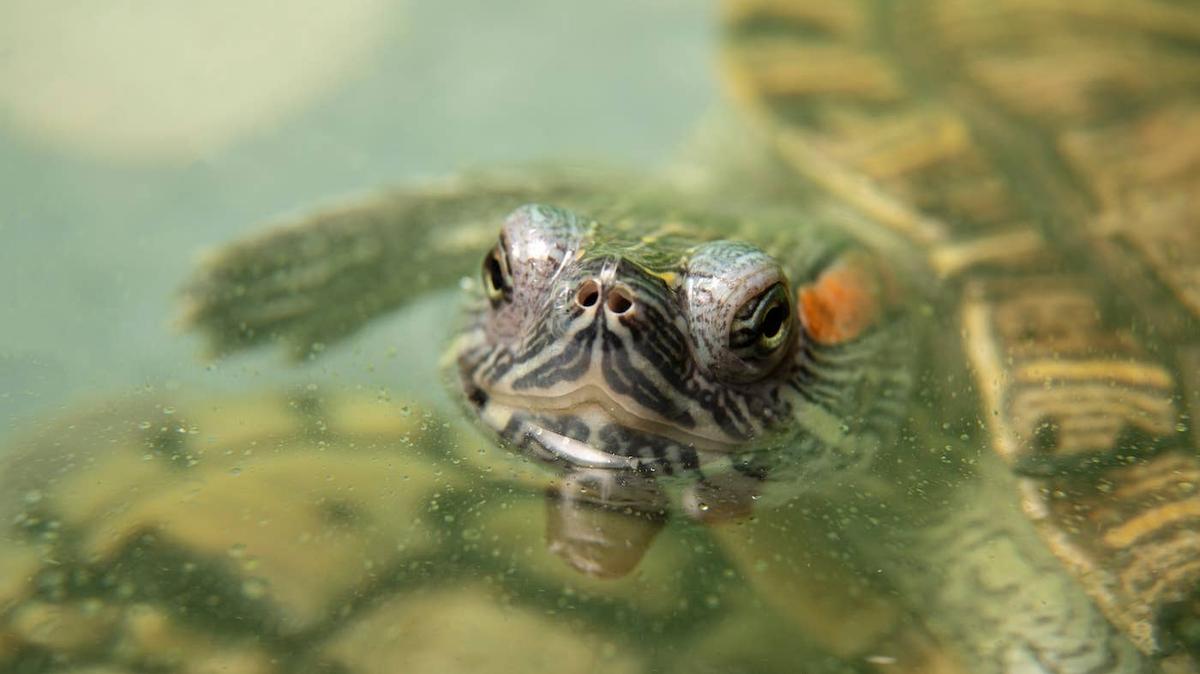 A Red-Eared Slider close to the camera. 