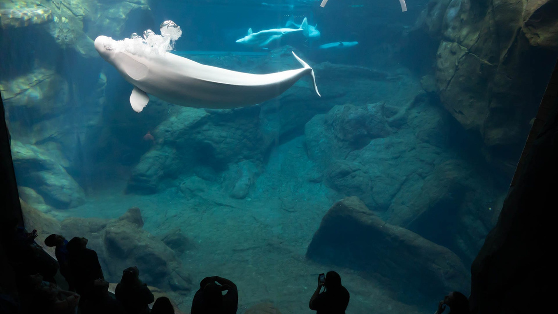 Remaining beluga whales at Canada's Marineland to find new homes in US 