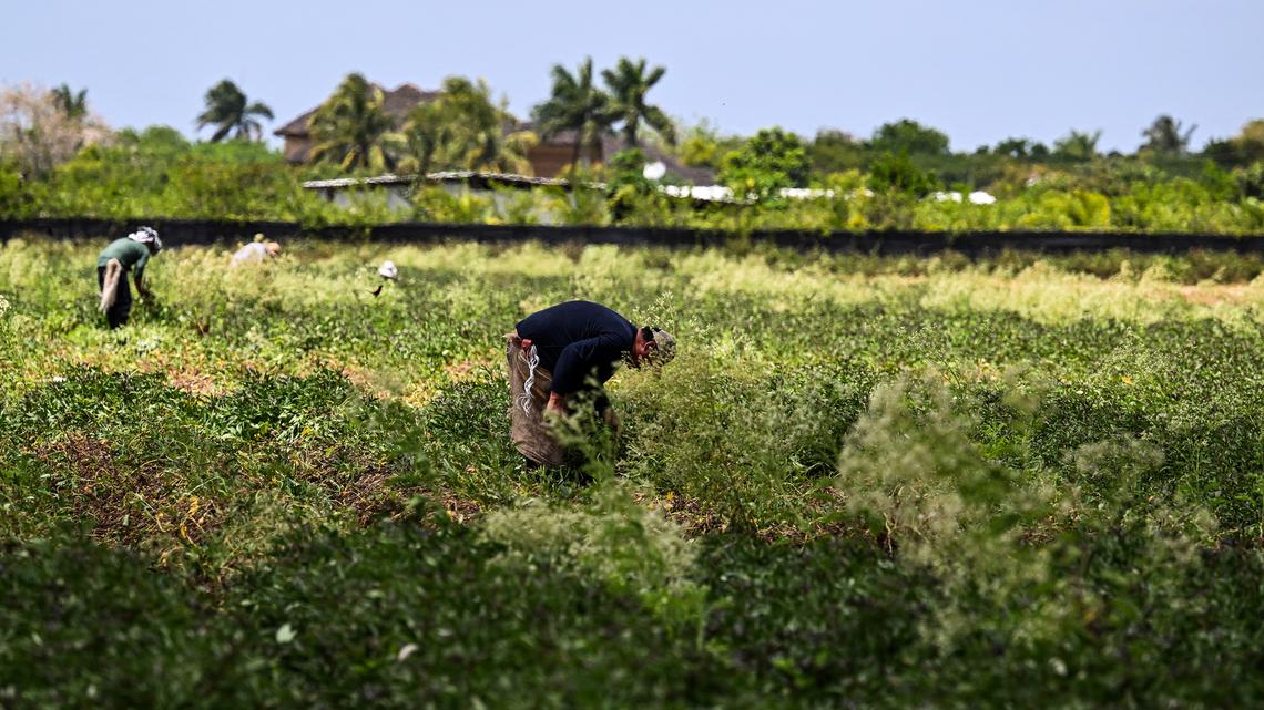 Trump's wage cut for foreign labor is a gift to American farmers 