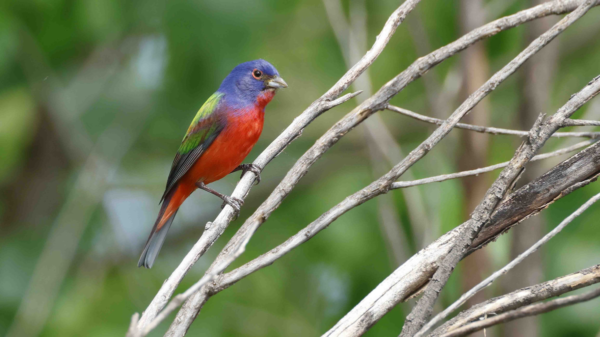 The cost of technicolor feathers | Opinion