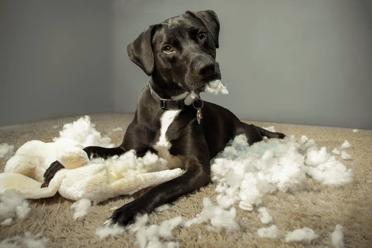  A dog hearing "no" and realizing it made a mistake.