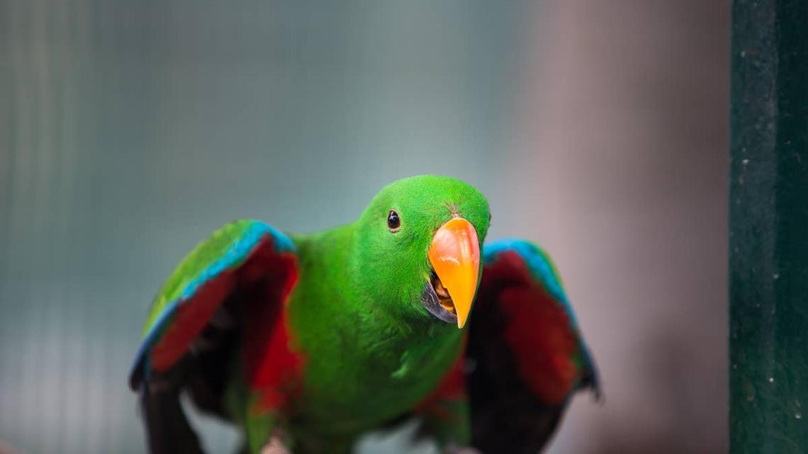 Parrot Starts Harmonizing With Mom and People Can't Stop Watching 