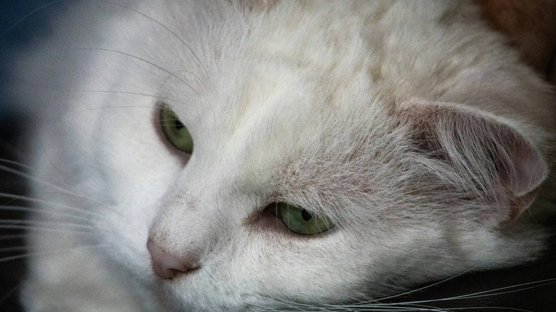 Sweet Senior Shelter Cat 'Hates Being Left Alone,' and We're Not Okay