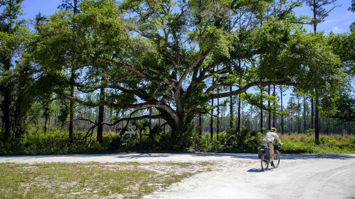 Evan Sanders makes a turn in the road in Green Swamp during a four-day bikepacking trip on April 16, 2026. (Patrick Connolly/Orlando Sentinel/TNS)