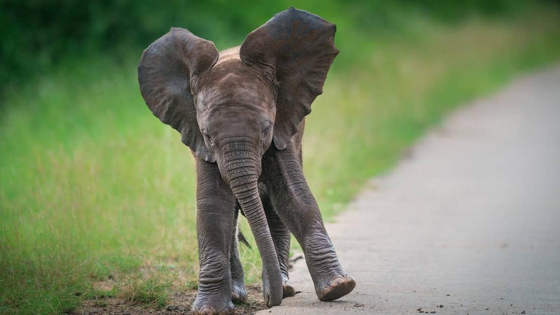 A baby elephant on the side of the road. 