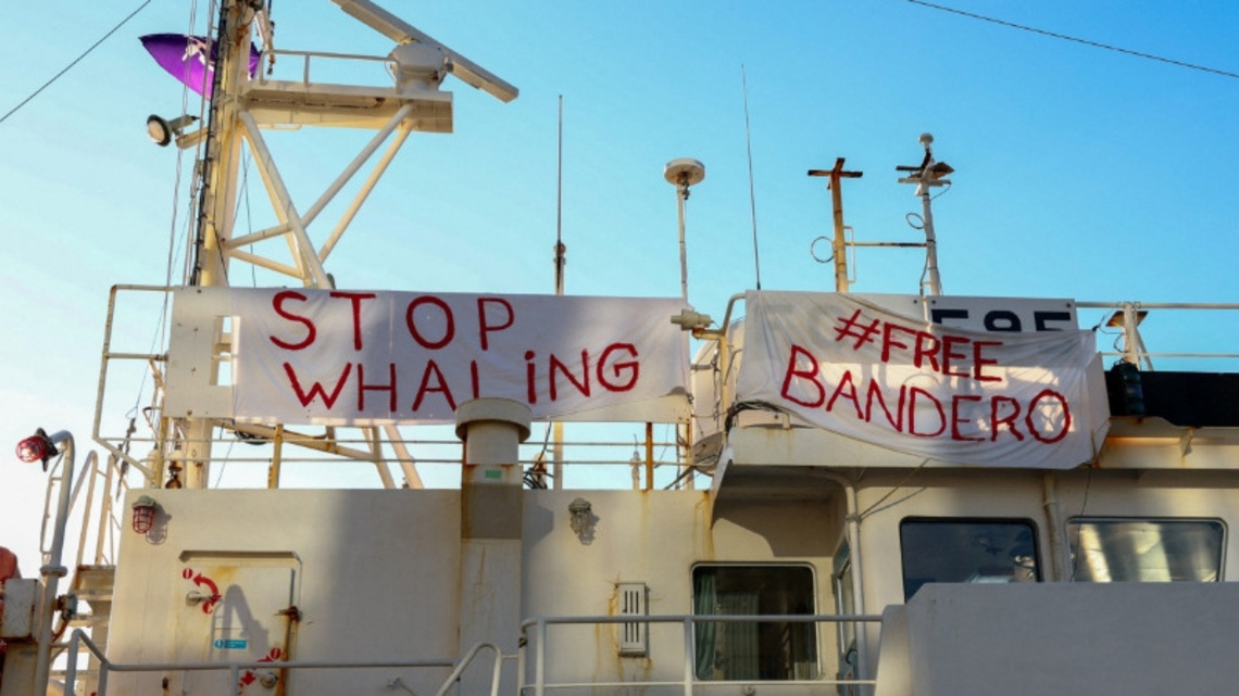 Iceland's last whaling company shrugs off threat of permanent ban 