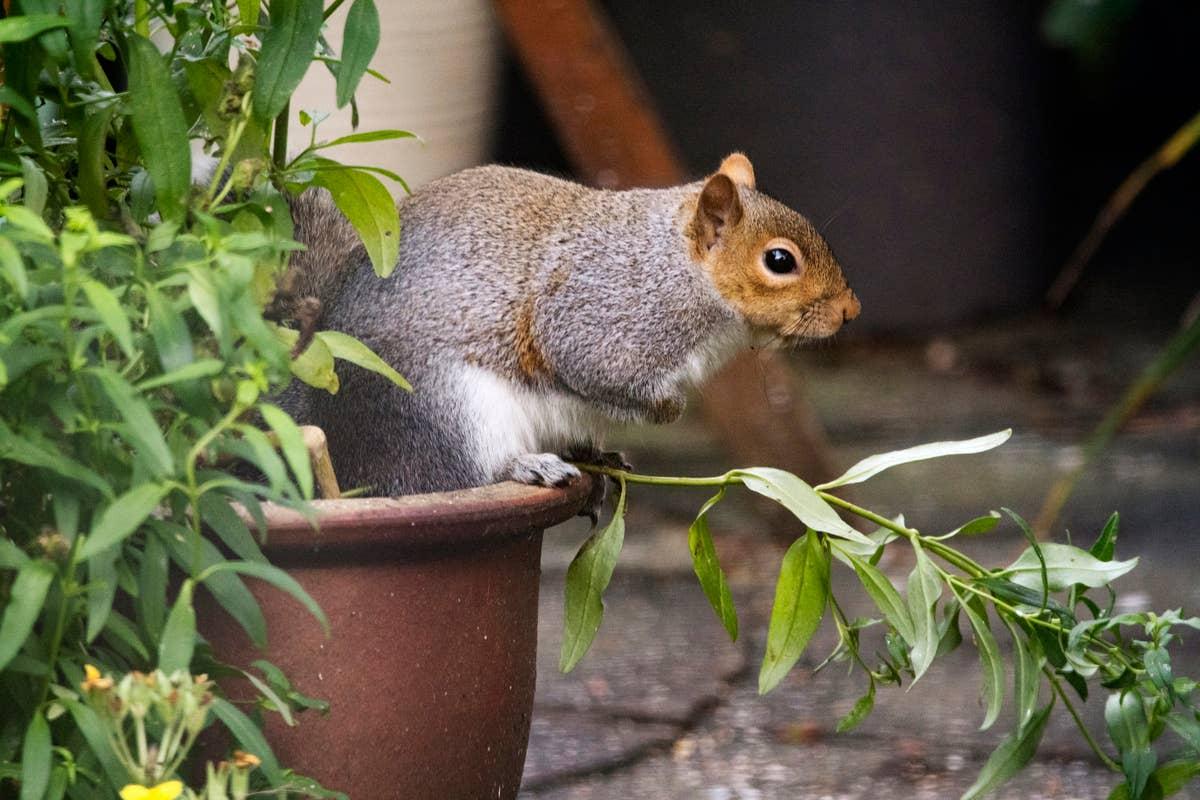  A squirrel digging in a vegetable garden bed.