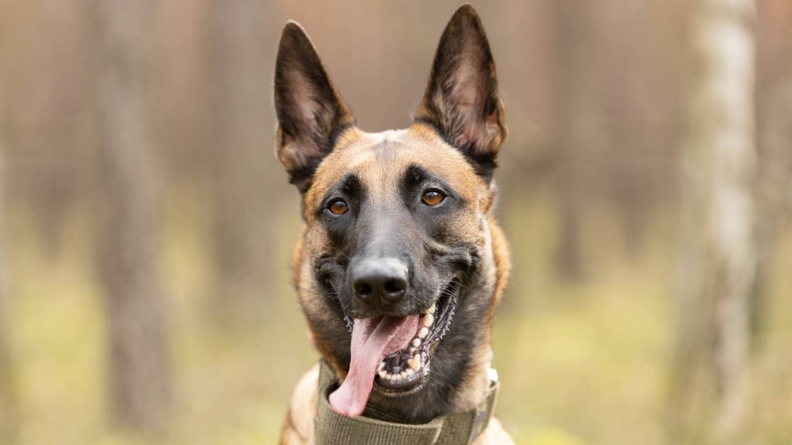 Malinois Literally Busts Through Glass Door Because He Misses Mom