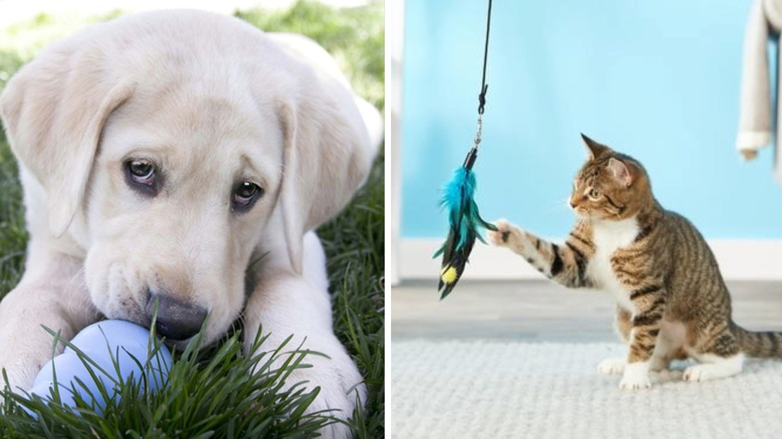 Bringing home a puppy or kitten? These essentials will save you stress 