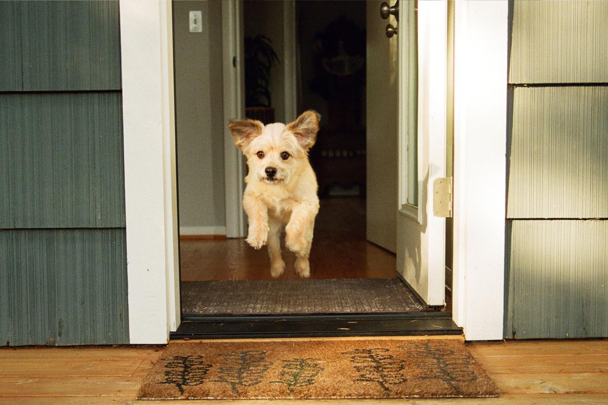  A stock image of a small dog running through an open door in the home. 